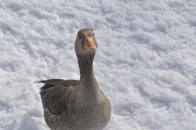 Пошаговые методы удаления гусина с рабочего стола