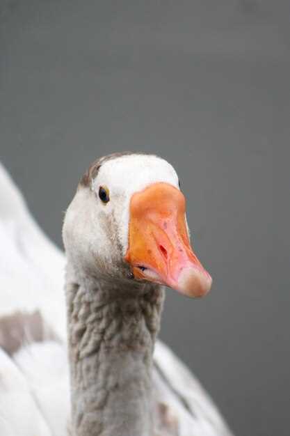 Обзор признаков гусина: как понять, что это именно окно