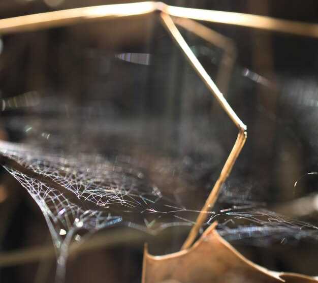 Подбор основы для крепления паутины