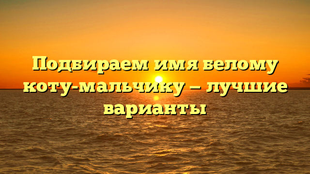 Подбираем имя белому коту-мальчику — лучшие варианты